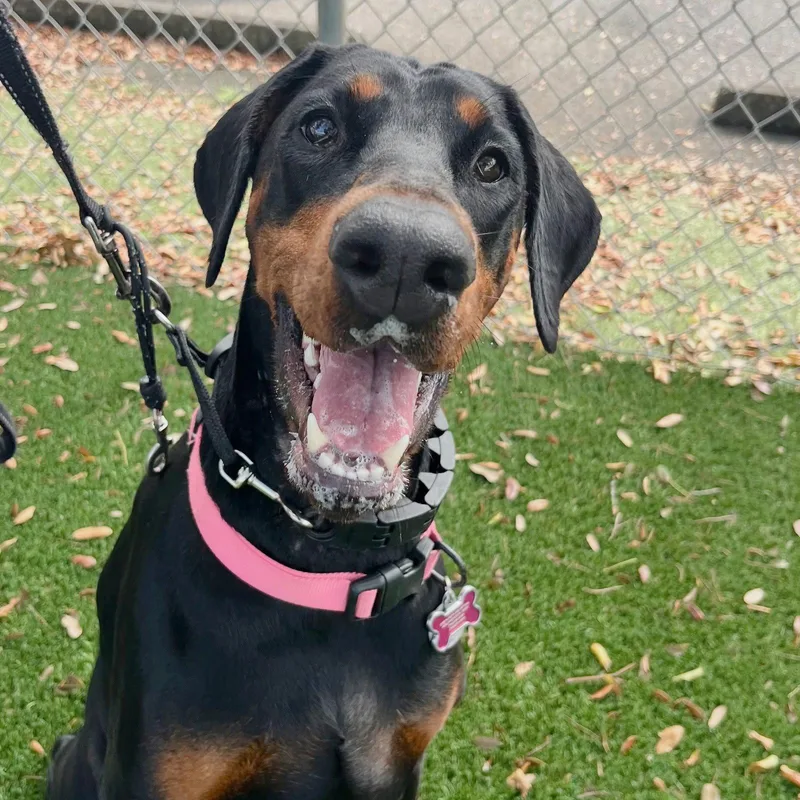 A young medium-sized female Doberman Pinscher dog named Brownie for adoption in Oakland Park, FL