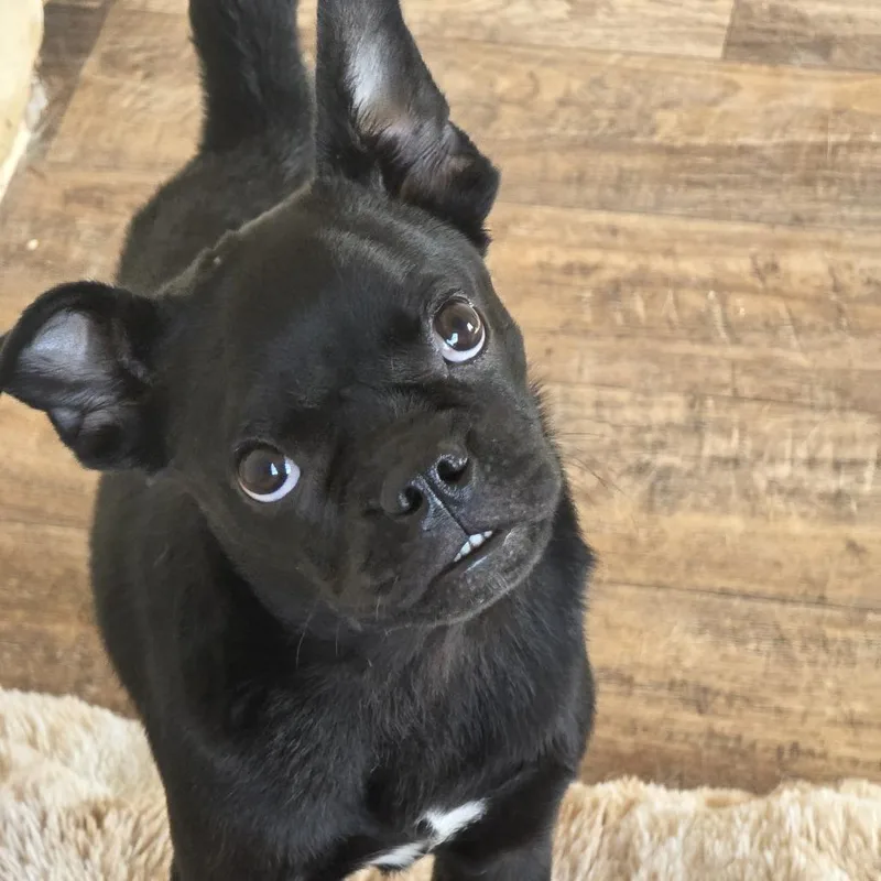 A young small-sized male Pug dog named Rambo for adoption in Oxford, ME