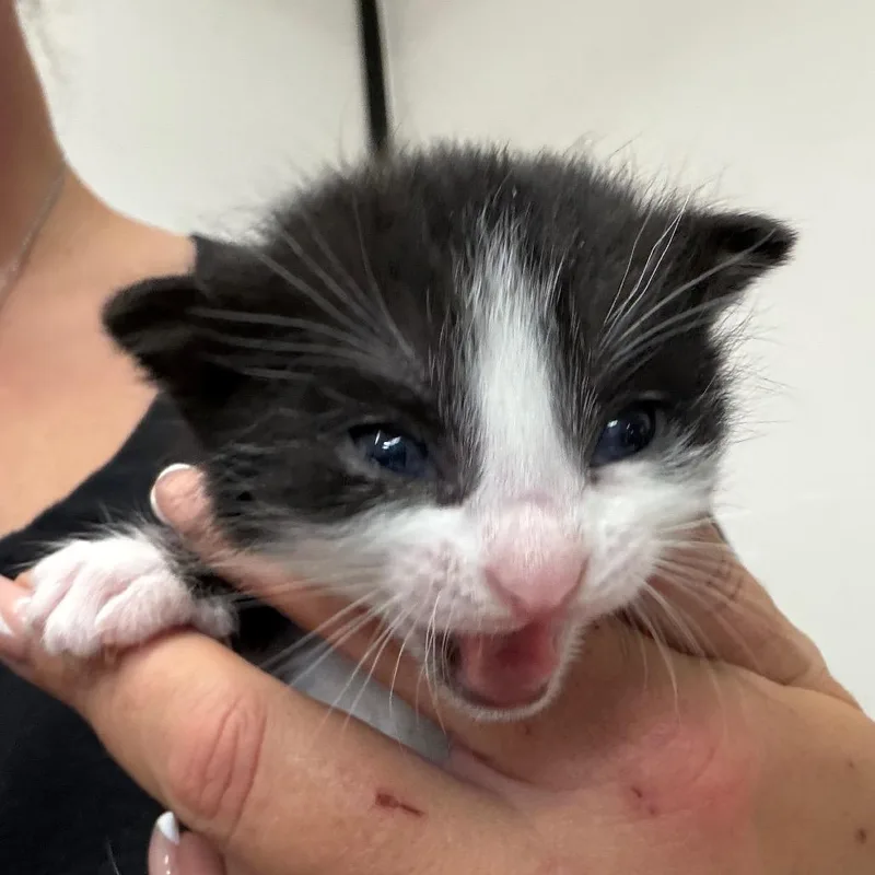 A baby small-sized male Black Domestic Short Hair cat named Fudge for adoption in Lake Jackson, TX