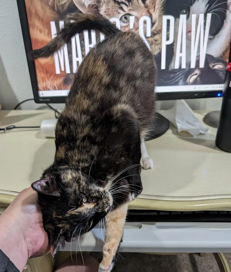 An adult medium-sized female Tortoiseshell cat named Kale Bonded With Mustard for adoption in Hillsboro, OR