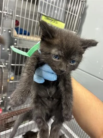 A baby small-sized male Domestic Medium Hair cat named Muffin for adoption in San Martin, CA