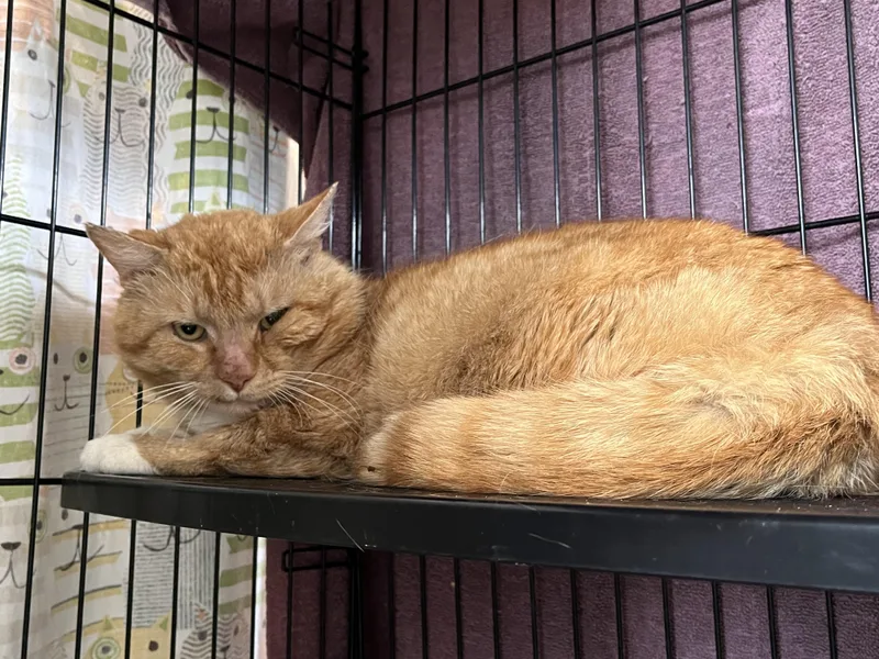 An adult large-sized male Tabby (Orange / Red) Domestic Short Hair cat named Papa for adoption in Salisbury, MA