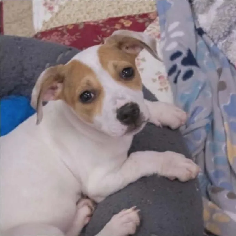 A baby medium-sized female White / Cream Mixed Breed dog named Lola for adoption in Alexandria, VA