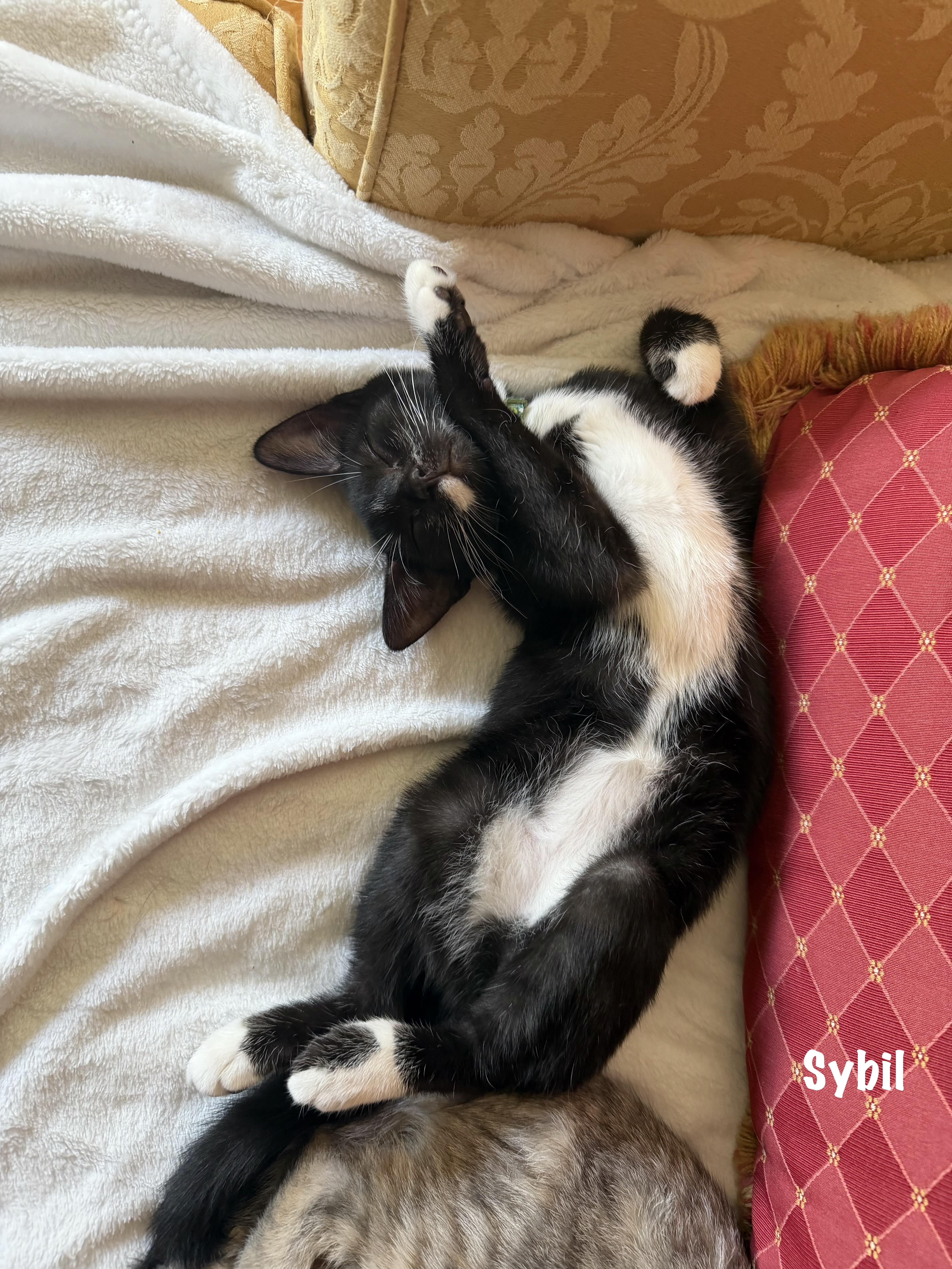 A baby medium-sized female Black & White / Tuxedo Domestic Short Hair cat named Lady Sybil for adoption in East Hartford , CT
