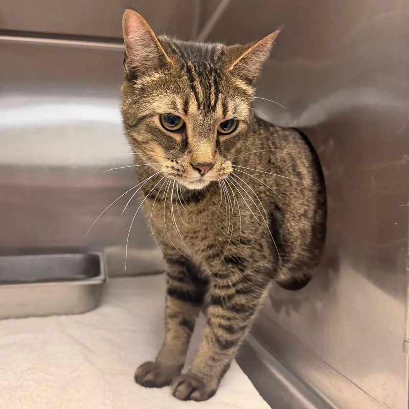 An adult large-sized male Domestic Short Hair cat named Diesel for adoption in Indianapolis, IN