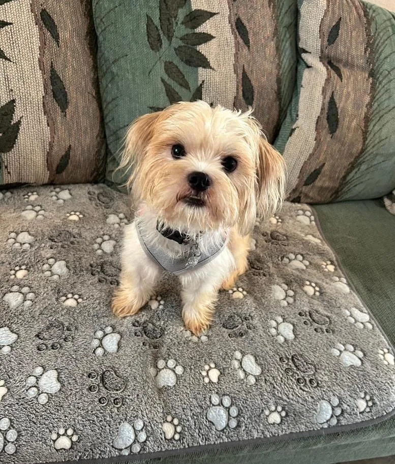 A baby small-sized male White / Cream Shorkie dog named Luka for adoption in Orlando, FL