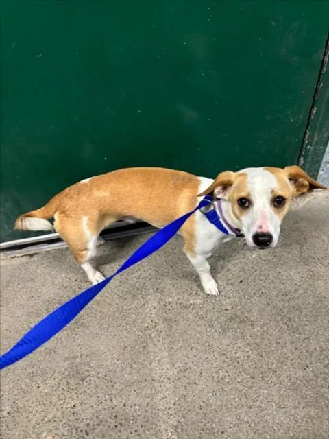 A young small-sized male Chihuahua dog named Van Halen for adoption in Woodland, CA