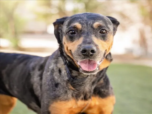 An adult large-sized female Rottweiler dog named Mars for adoption in Las Vegas, NV