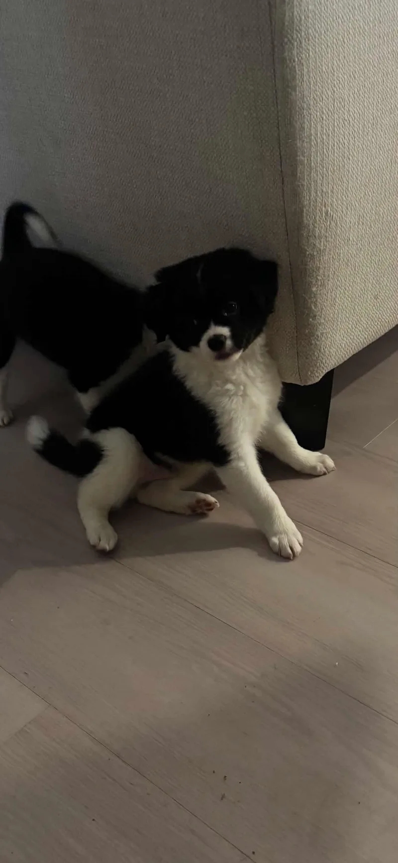 Oreo