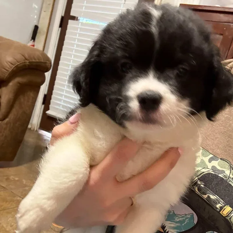 Oreo thumbnail 2
