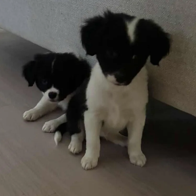 Oreo thumbnail 3