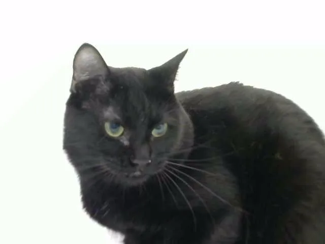 An adult medium-sized male Domestic Short Hair cat named Corvo for adoption in Albuquerque, NM