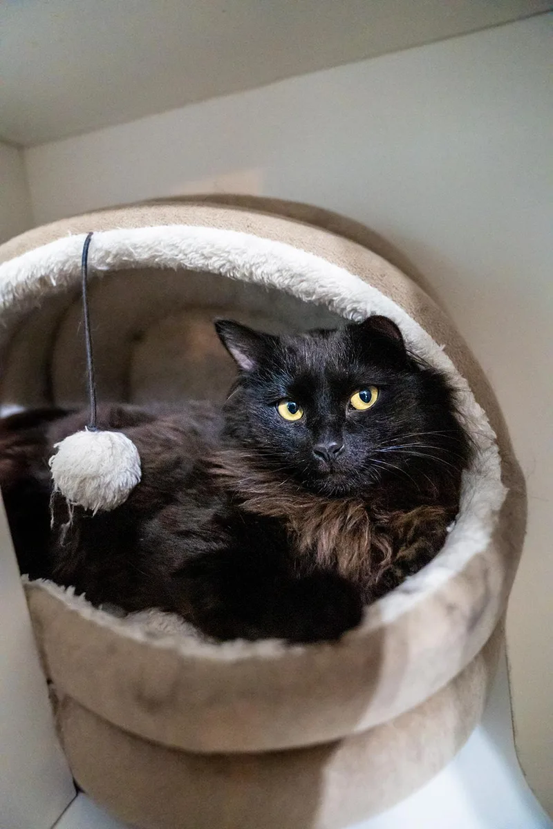 A young medium-sized male Black Domestic Long Hair cat named Rob Katdashian for adoption in Dellslow, WV