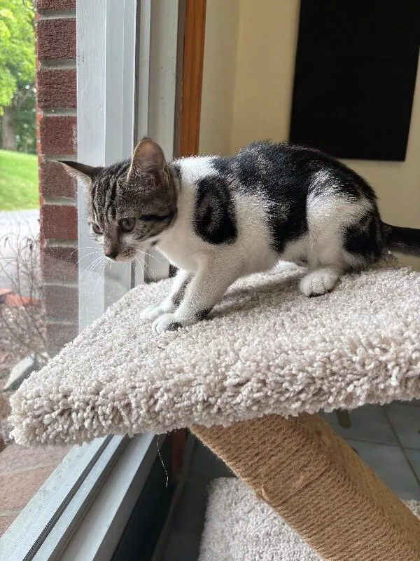 A young medium-sized female Domestic Short Hair cat named Marble for adoption in Cortland, NY