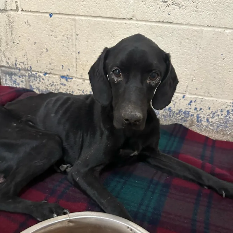 An adult small-sized male Black Labrador Retriever dog named Buck for adoption in Edinburg, TX
