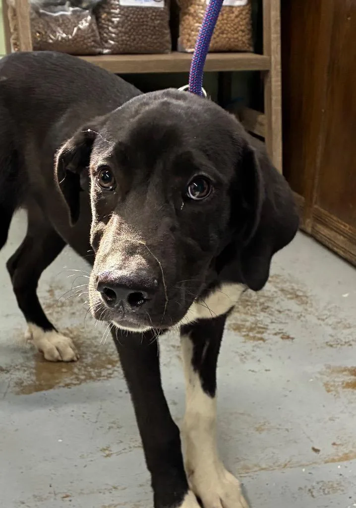 A baby medium-sized male Labrador Retriever dog named Carson for adoption in Beebe, AR