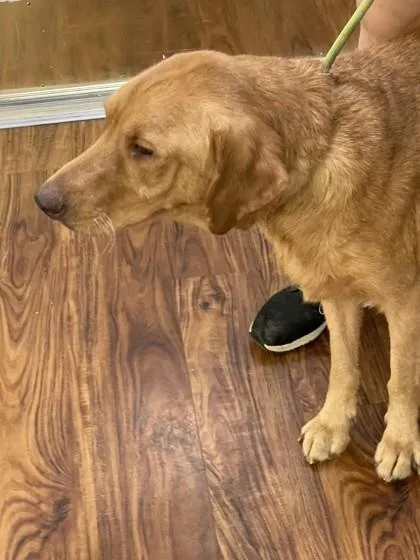 An adult large-sized male Yellow / Tan / Blond / Fawn Mixed Breed dog named Butterscotch Billy for adoption in Covington, LA