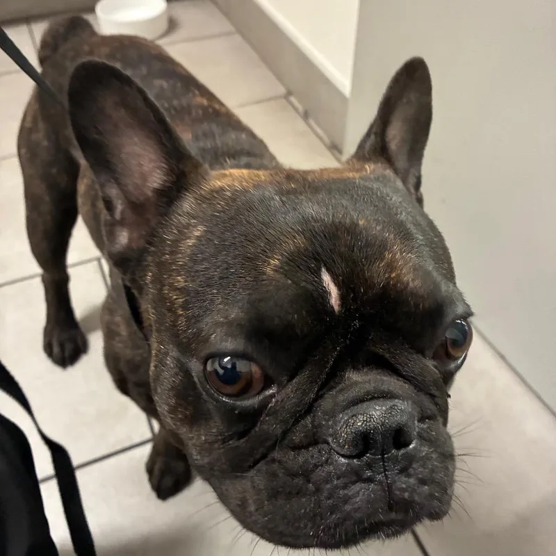 An adult small-sized male Brindle French Bulldog dog named Henri for adoption in Philadelphia, PA