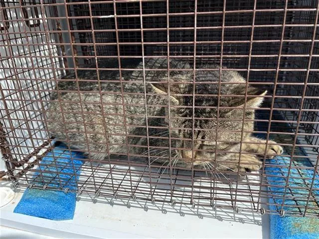 An adult large-sized male Domestic Short Hair cat named A for adoption in Houston, TX