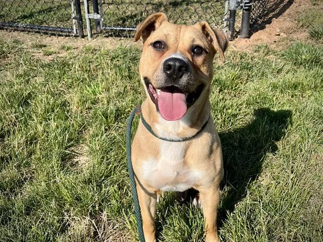 A young medium-sized male Mixed Breed dog named Luca for adoption in Charlotte, NC