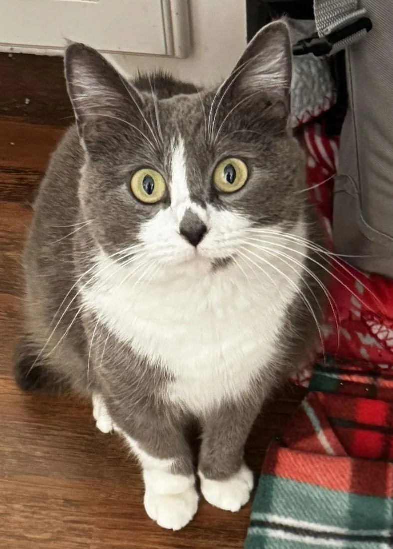 An adult medium-sized female Gray & White Domestic Short Hair cat named Suki for adoption in Frisco, TX