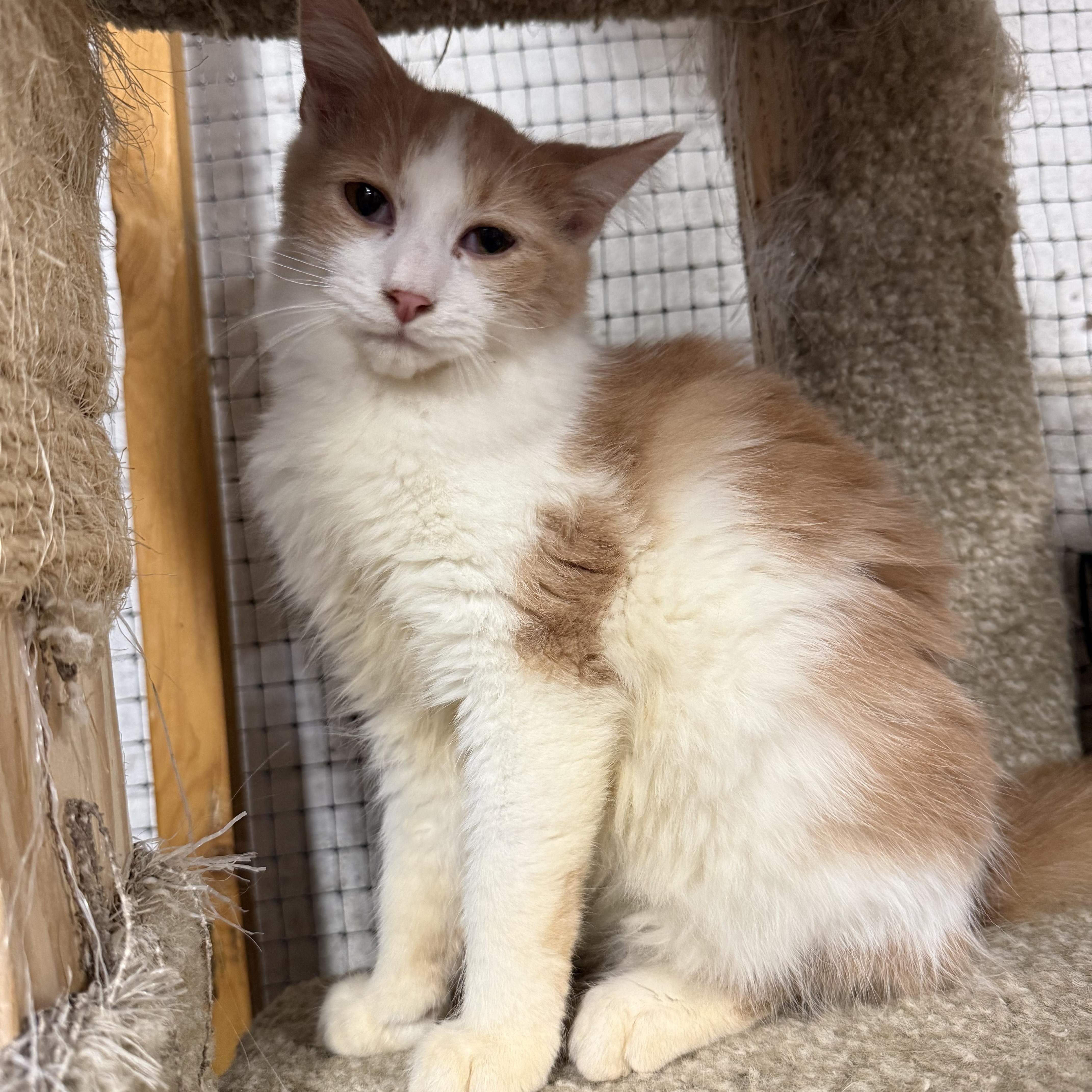 A baby medium-sized male Domestic Medium Hair cat named Flint for adoption in East Amherst, NY