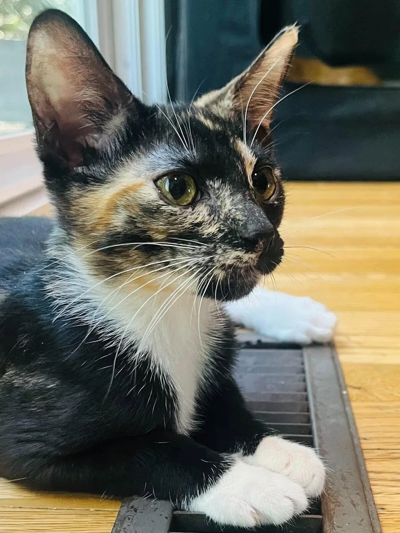A young medium-sized female Domestic Short Hair cat named Alley Sheedy for adoption in Los Angeles, CA