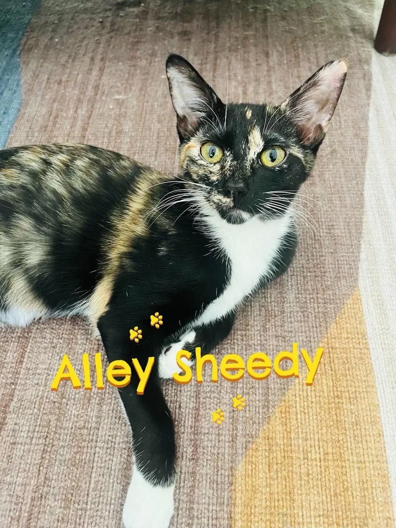 Alley Sheedy thumbnail 3