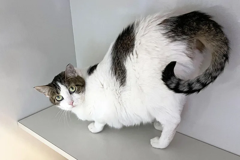 An adult medium-sized female Tabby (Brown / Chocolate) Domestic Short Hair cat named Megan for adoption in Lincoln, NE