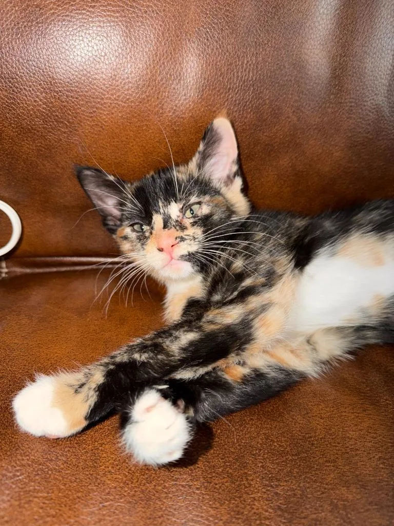 A baby small-sized female Domestic Short Hair cat named Tally for adoption in Pitman, NJ