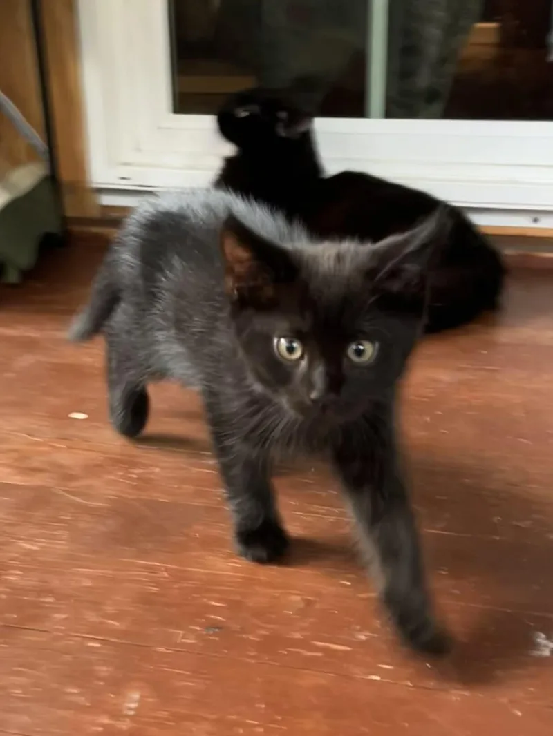 A baby medium-sized male Black Domestic Medium Hair cat named Thane for adoption in hinckley, IL