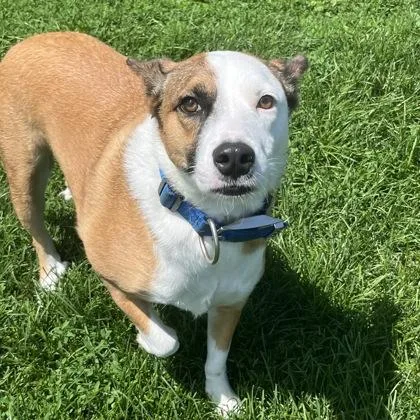 A young medium-sized female Tricolor (Brown, Black, & White) Mixed Breed dog named Nala AKA Harley for adoption in Dubuque, IA