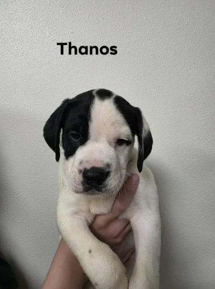 An adult medium-sized male Terrier dog named Thanos for adoption in Aberdeen, SD