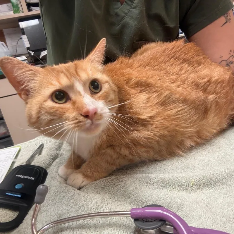 An adult extra large-sized male Orange / Red Domestic Short Hair cat named George Chill Chunk for adoption in Flagstaff, AZ