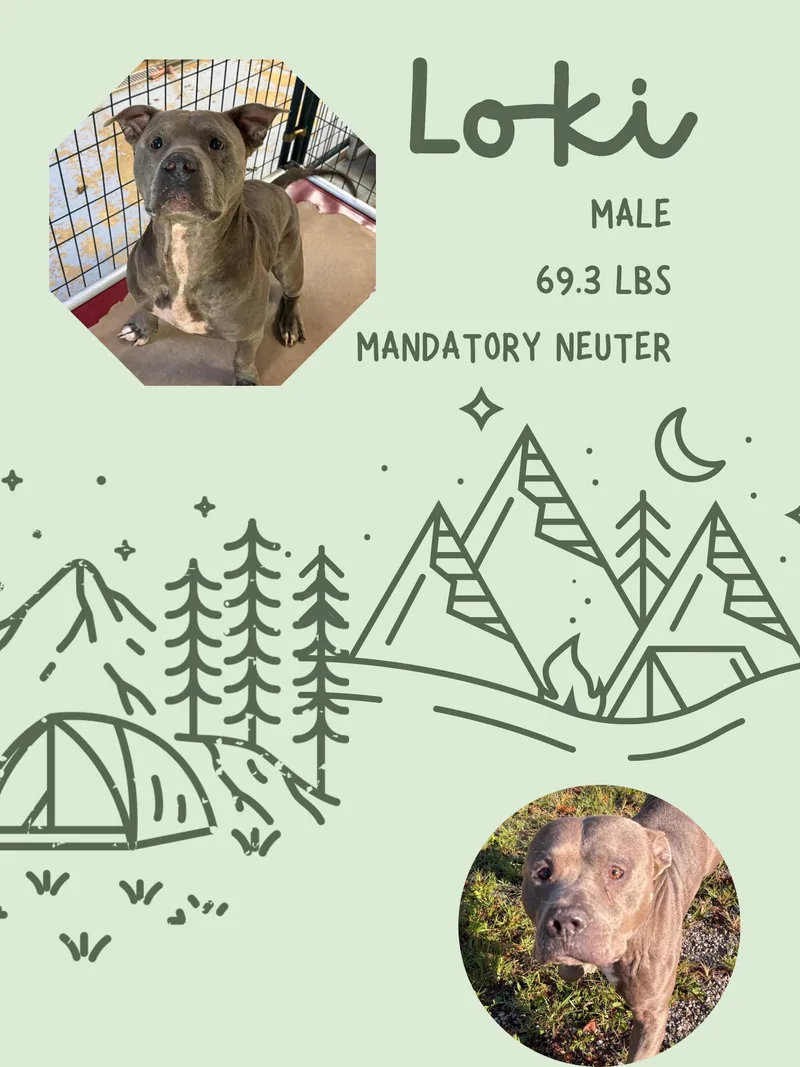 An adult large-sized male American Bully dog named Loki for adoption in McArthur, OH