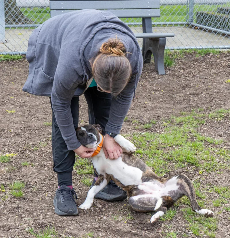 A young medium-sized female Mixed Breed dog named Pocket for adoption in Mount Pleasant, MI
