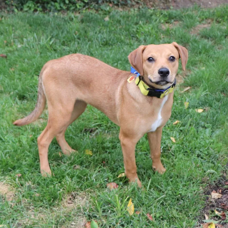 A baby medium-sized female Mixed Breed dog named Frankie for adoption in Port Washington, NY