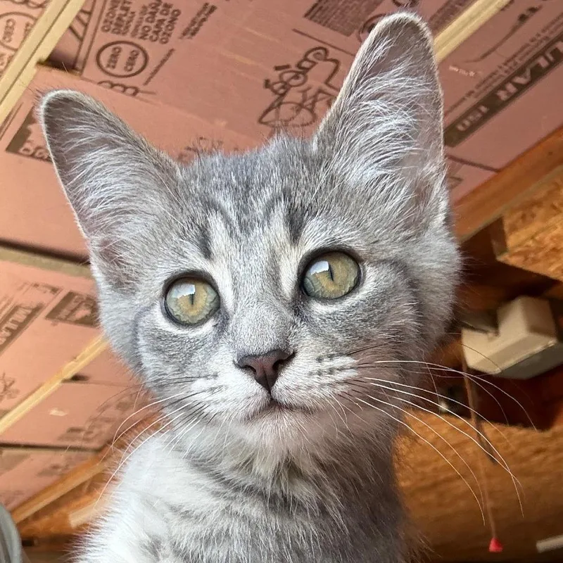 A baby small-sized female White Domestic Short Hair cat named Megs for adoption in Traverse City, MI