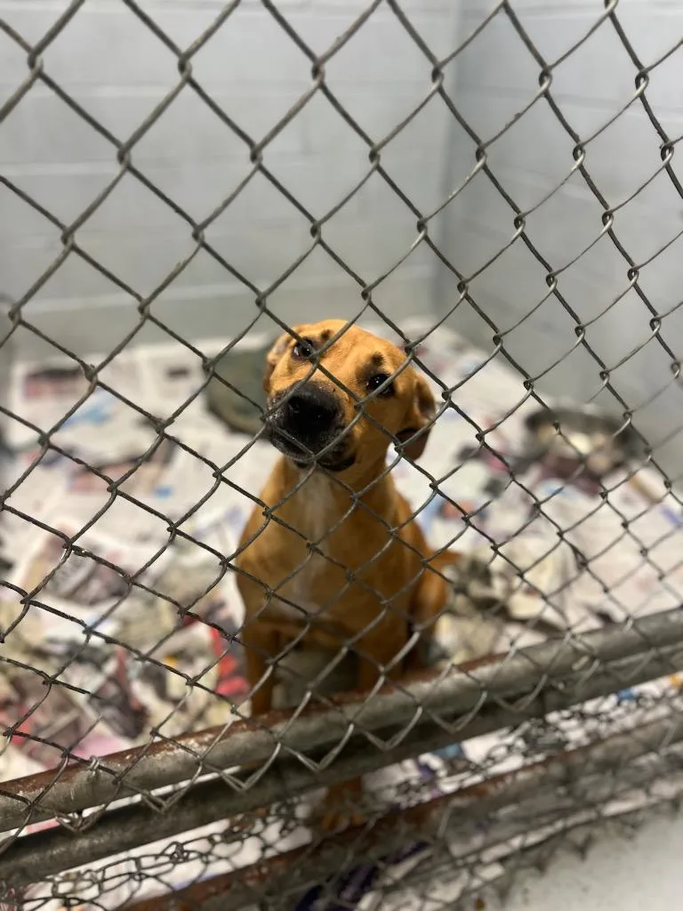 An adult large-sized female Labrador Retriever dog named Poinsetta for adoption in Greenwood, MS