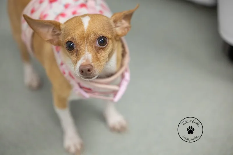An adult small-sized female Chihuahua dog named G for adoption in Austin, TX