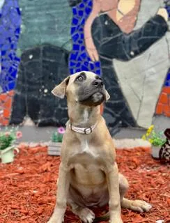 A young medium-sized female Labrador Retriever dog named Jolene for adoption in Miami, FL