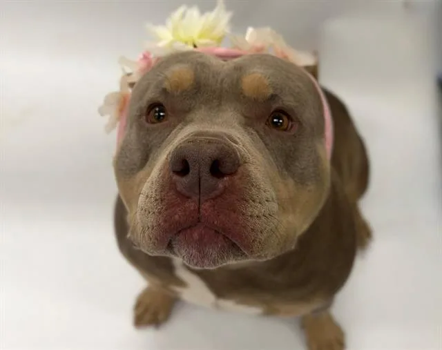 An adult medium-sized female Pit Bull Terrier dog named Chonkers for adoption in Santa Rosa, CA