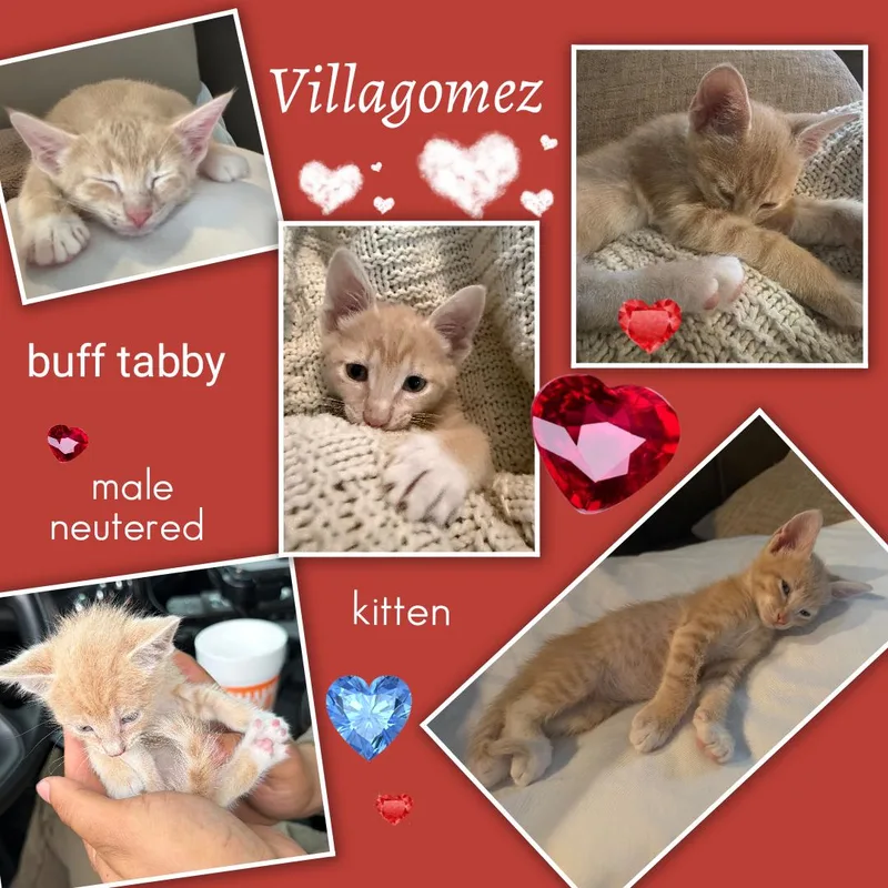 Villagomez ORT thumbnail 6