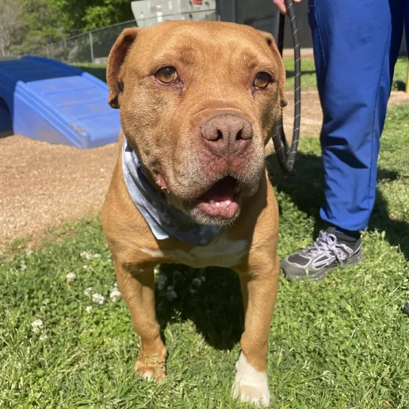 An adult large-sized male Brown / Chocolate Staffordshire Bull Terrier dog named Tuck for adoption in Greenville, SC