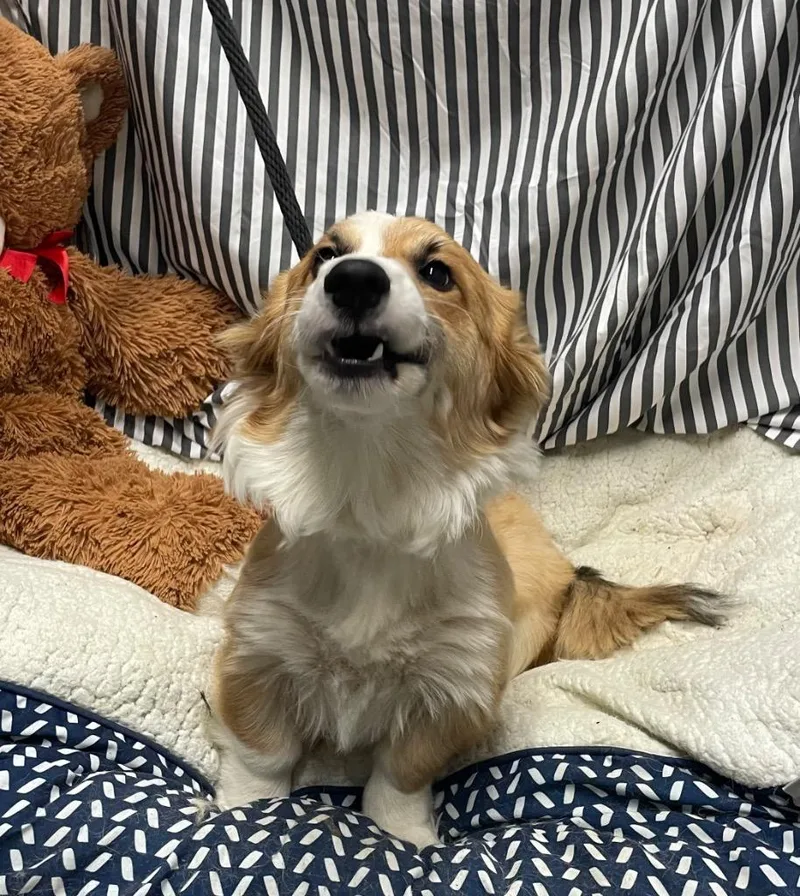 A young medium-sized male Corgi dog named Raul for adoption in Fort Worth, TX
