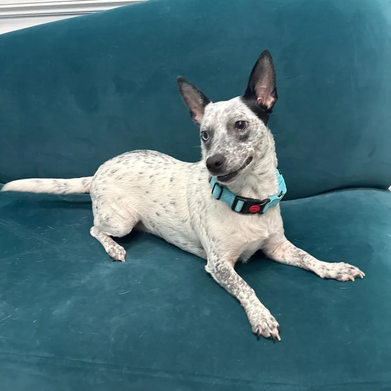 An adult medium-sized female White / Cream Mixed Breed dog named Dottie for adoption in Houston, TX