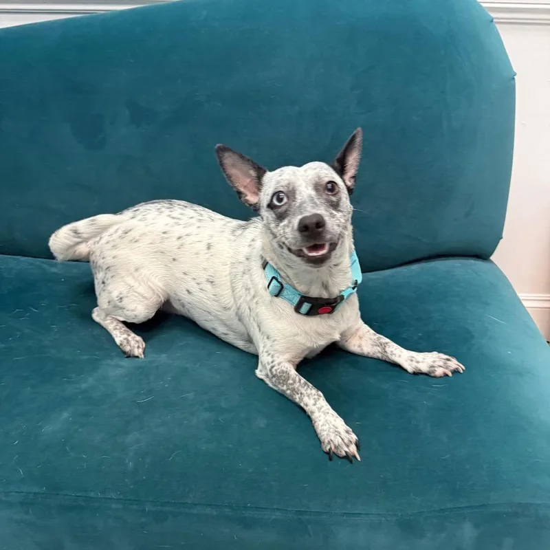 Dottie thumbnail 2