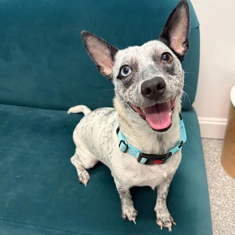 Dottie thumbnail 3