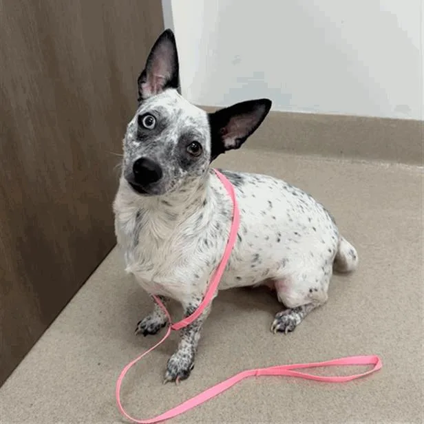 Dottie thumbnail 4