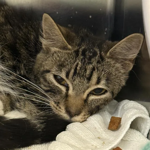 A young medium-sized female Domestic Short Hair cat named Mary Pat for adoption in Las Vegas, NV